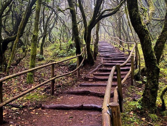 Parc national de Garajonay La Gomera - Canaries - Espagne